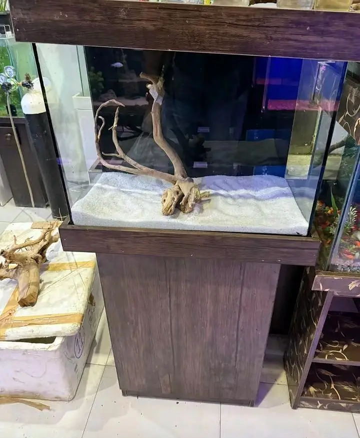 fish & aquarium Munseeb price 03268301979 — photo 5