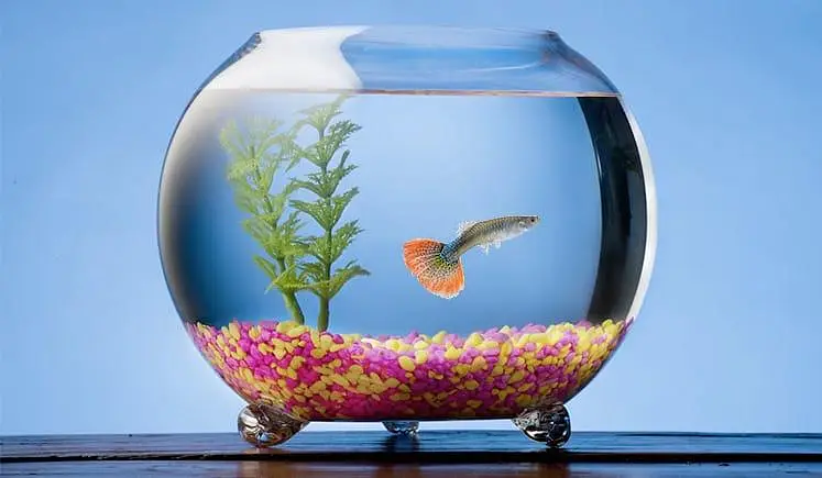 fish & aquarium Munseeb price 03268301979 — photo 6