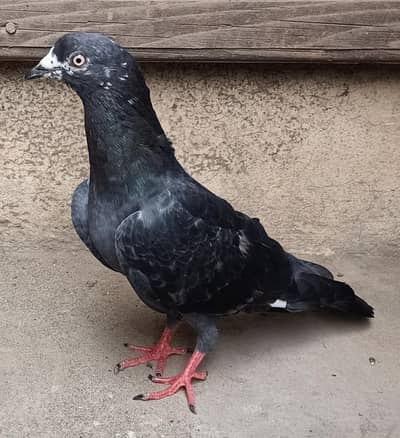 Pigeon nr for sale plz. contact me only on this no. 0308-5000940