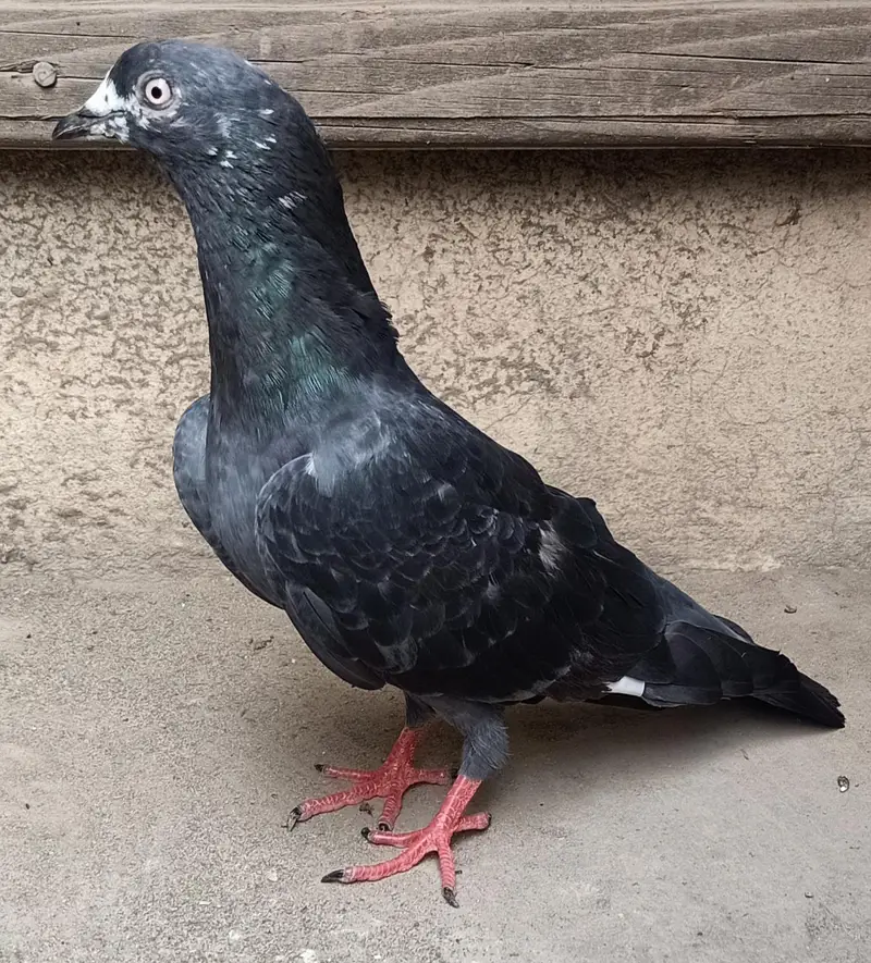 Pigeon nr for sale plz. contact me only on this no. 0308-5000940 — photo 2