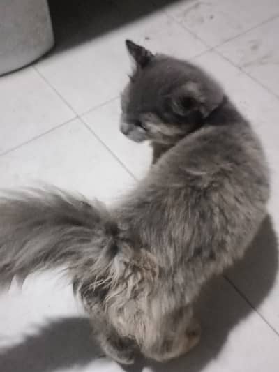 Persian cat available
