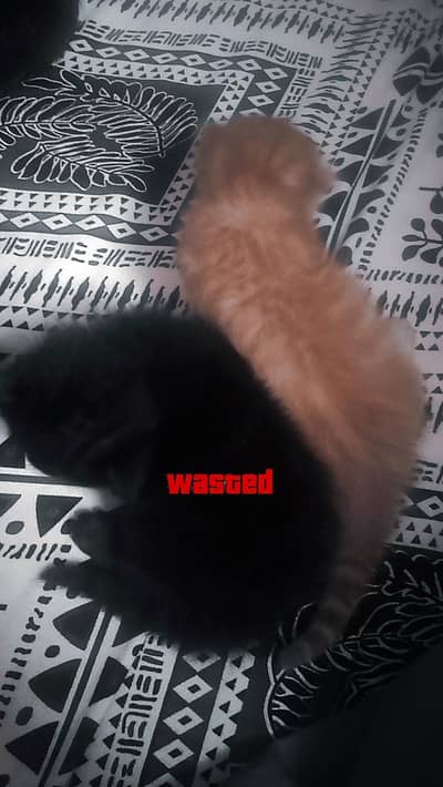 PERSIAN CAT FOR PRE ADOPTION