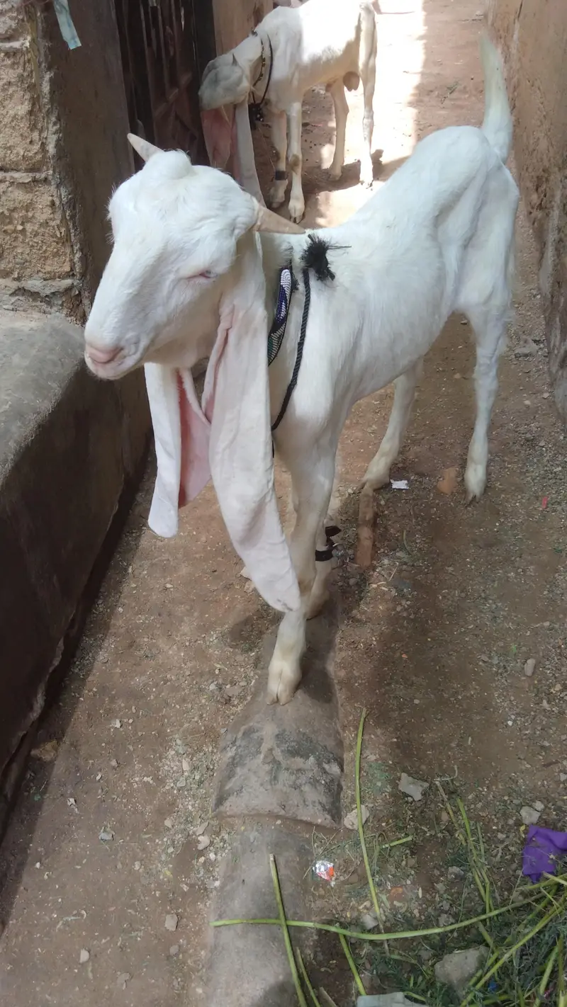 ghulabi bakry — photo 2