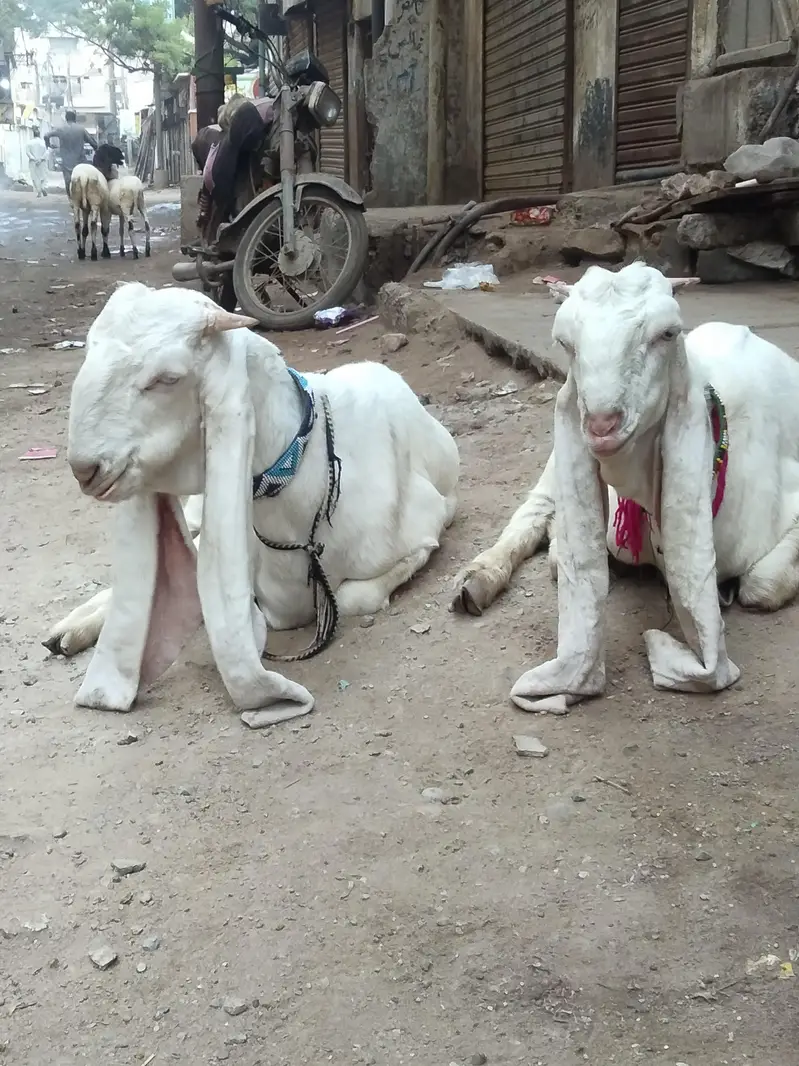 ghulabi bakry — photo 5