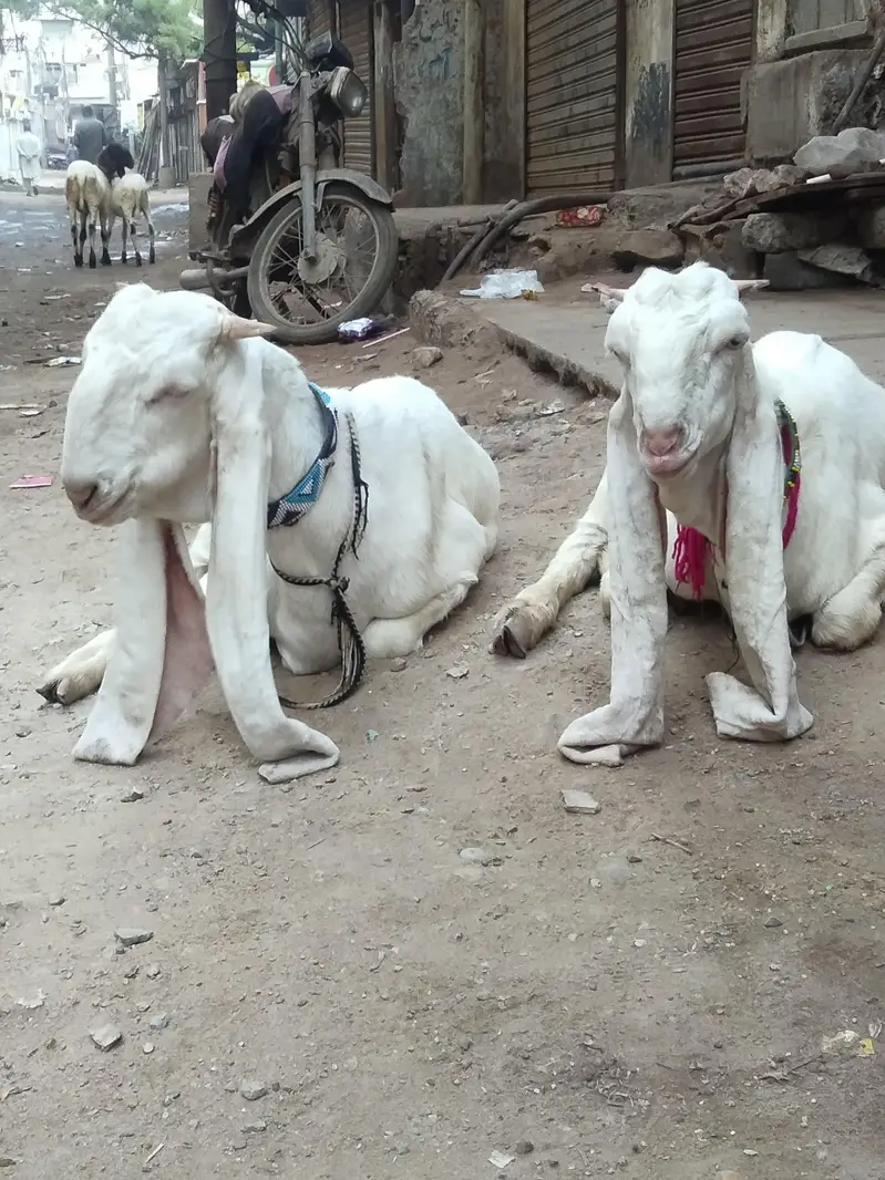 ghulabi bakry — photo 6