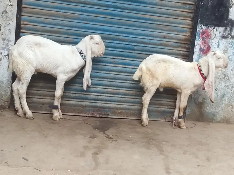 ghulabi bakry — photo 8