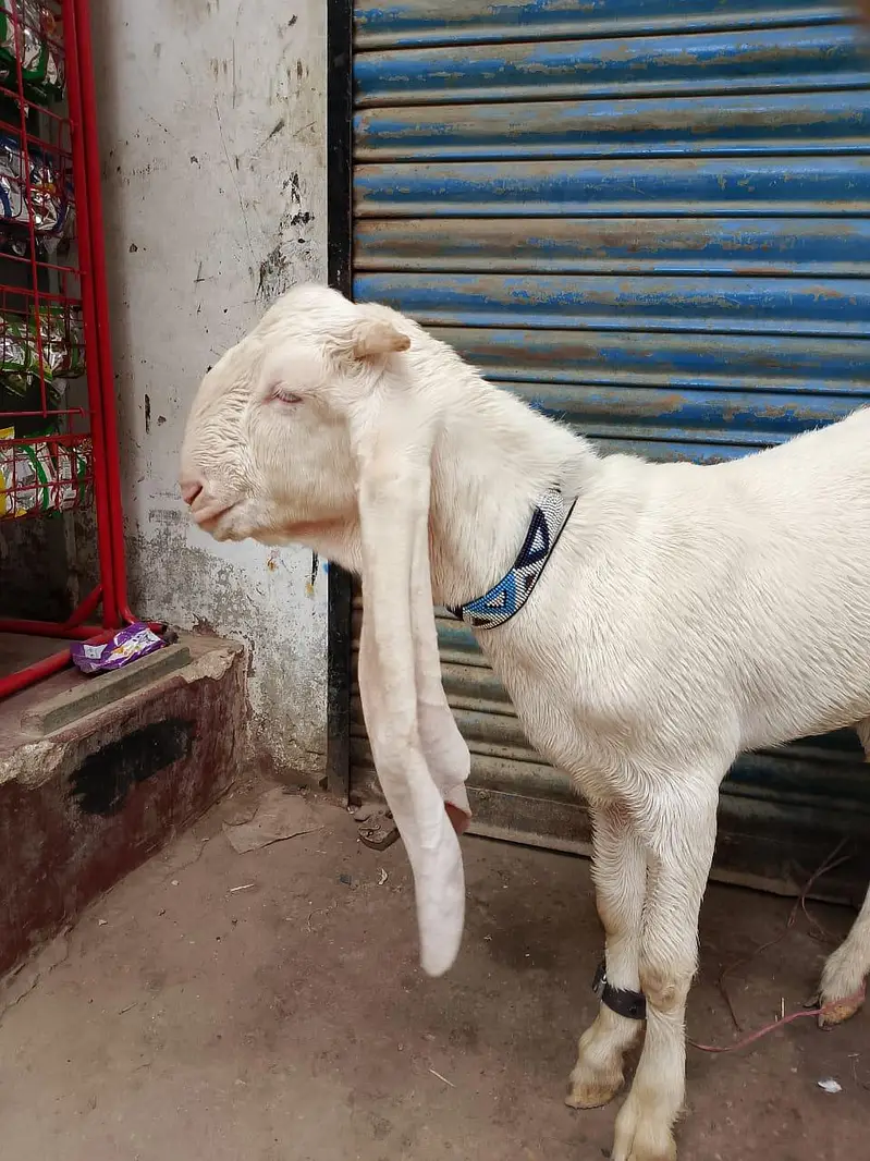 ghulabi bakry — photo 9