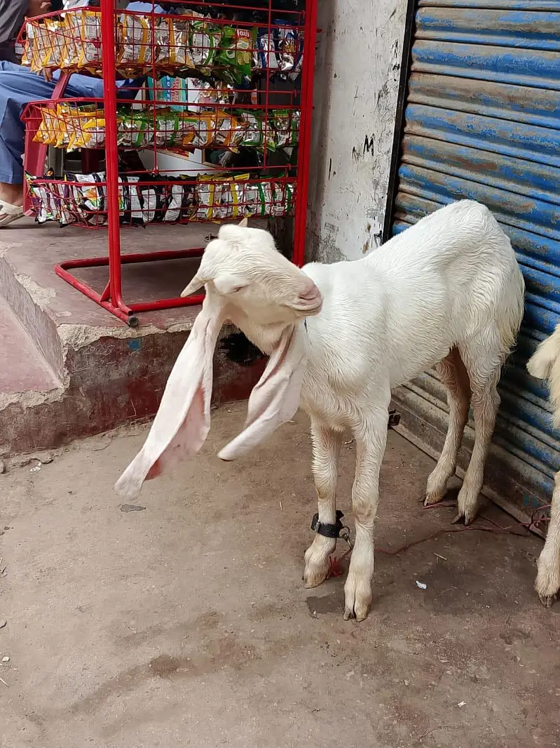ghulabi bakry — photo 10