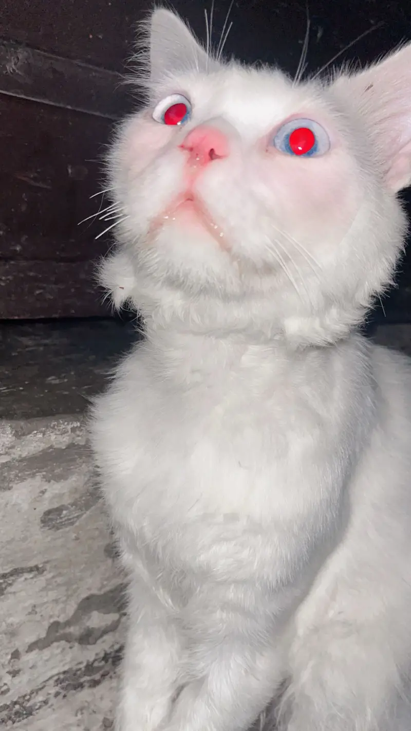 Charming loving Cat want to be your  — photo 2