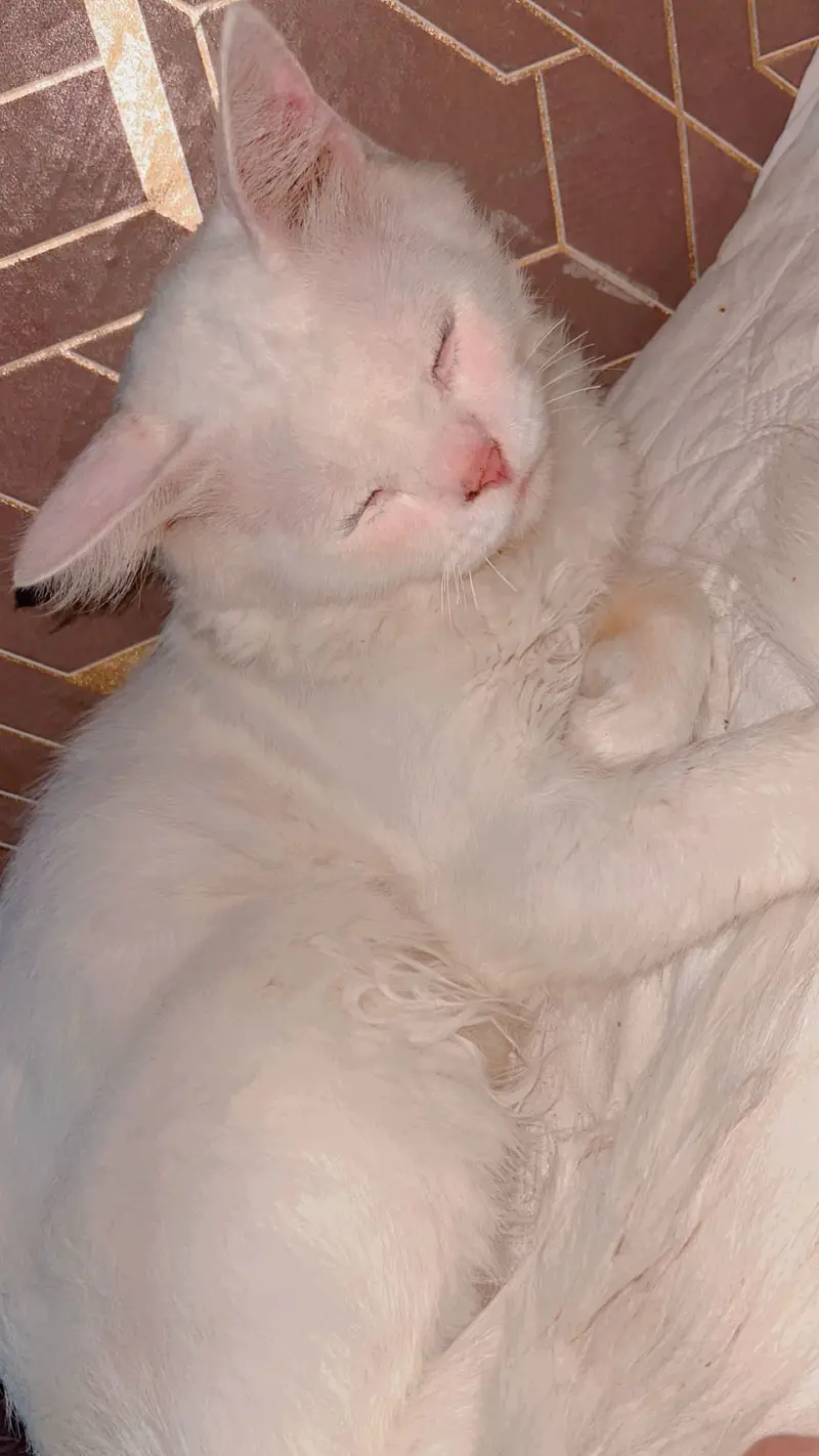 Charming loving Cat want to be your  — photo 3