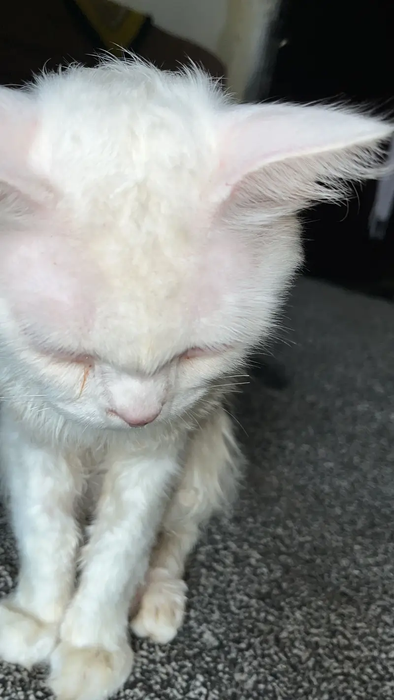 Charming loving Cat want to be your  — photo 4