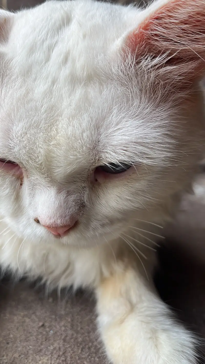 Charming loving Cat want to be your  — photo 5