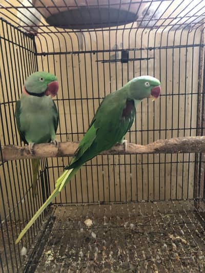 parrot