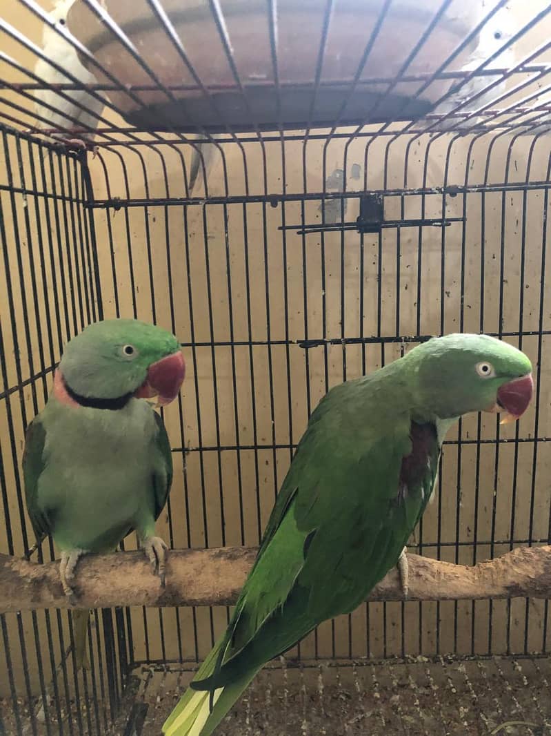 parrot 1