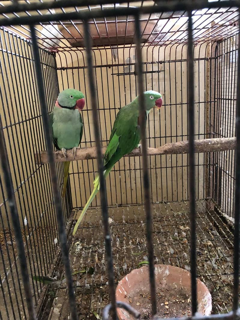 parrot 2