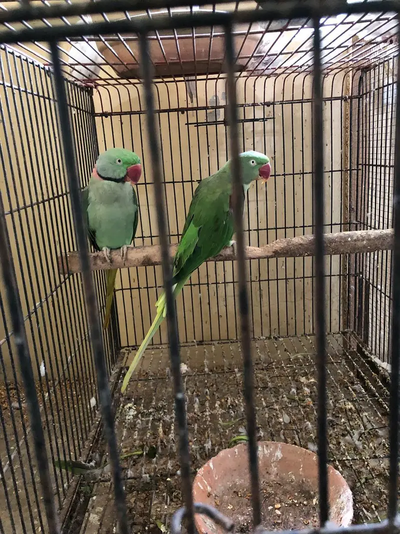 parrot — photo 3