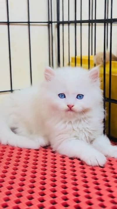 beautiful Persian female for sale 0337/ 63/72/823 only WhatsApp number