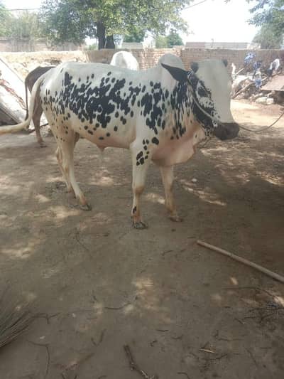 2 Bulls