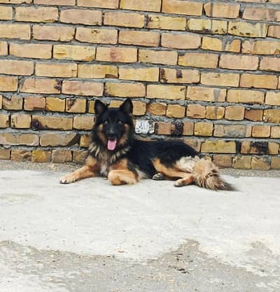 German male age 13 months