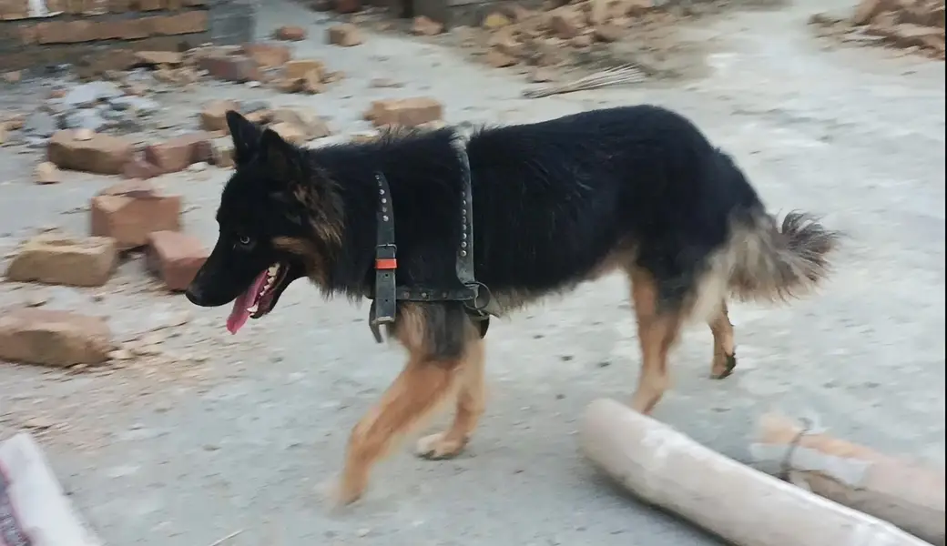 German male age 13 months — photo 2