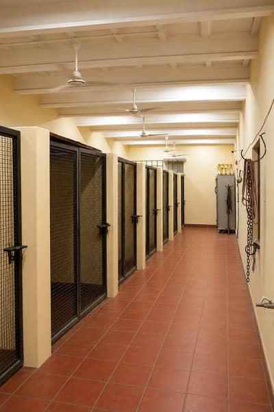Premium Dog Boarding & Care Facility in Lahore