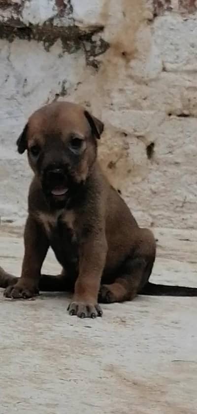 Alsatian female puppy for sale