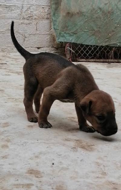 Alsatian female puppy for sale