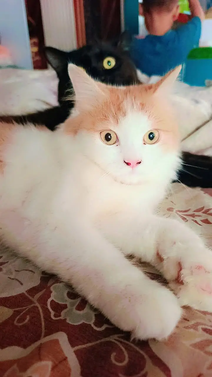 yah Sel kar raha hun — photo 3