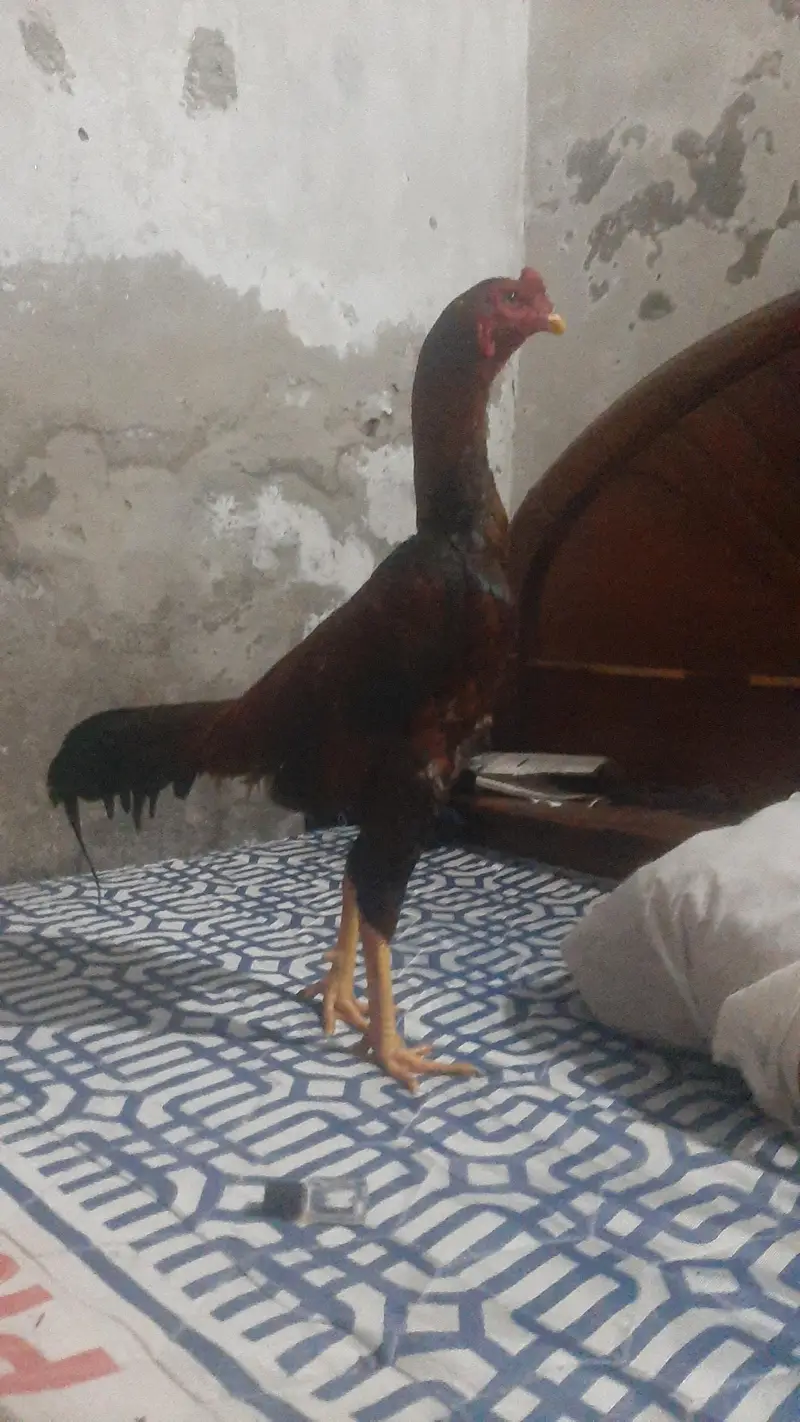 pure patha — photo 10