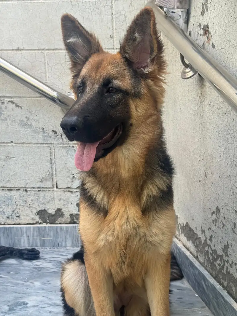german shered female — photo 2