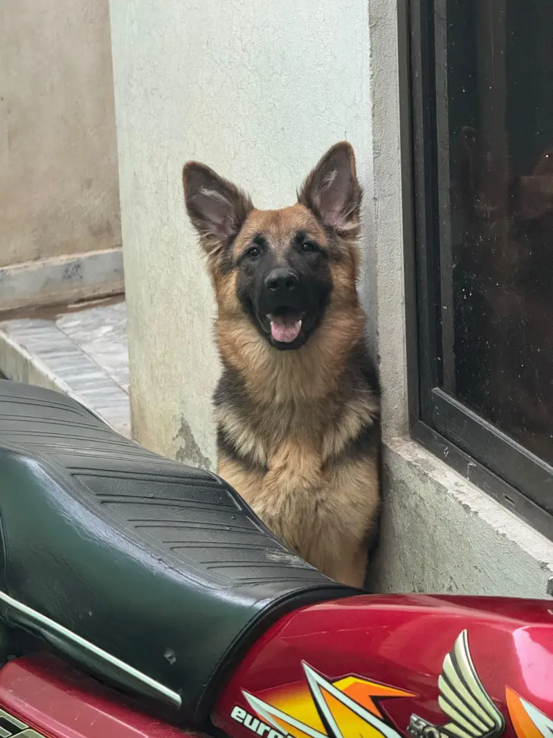 german shered female — photo 3