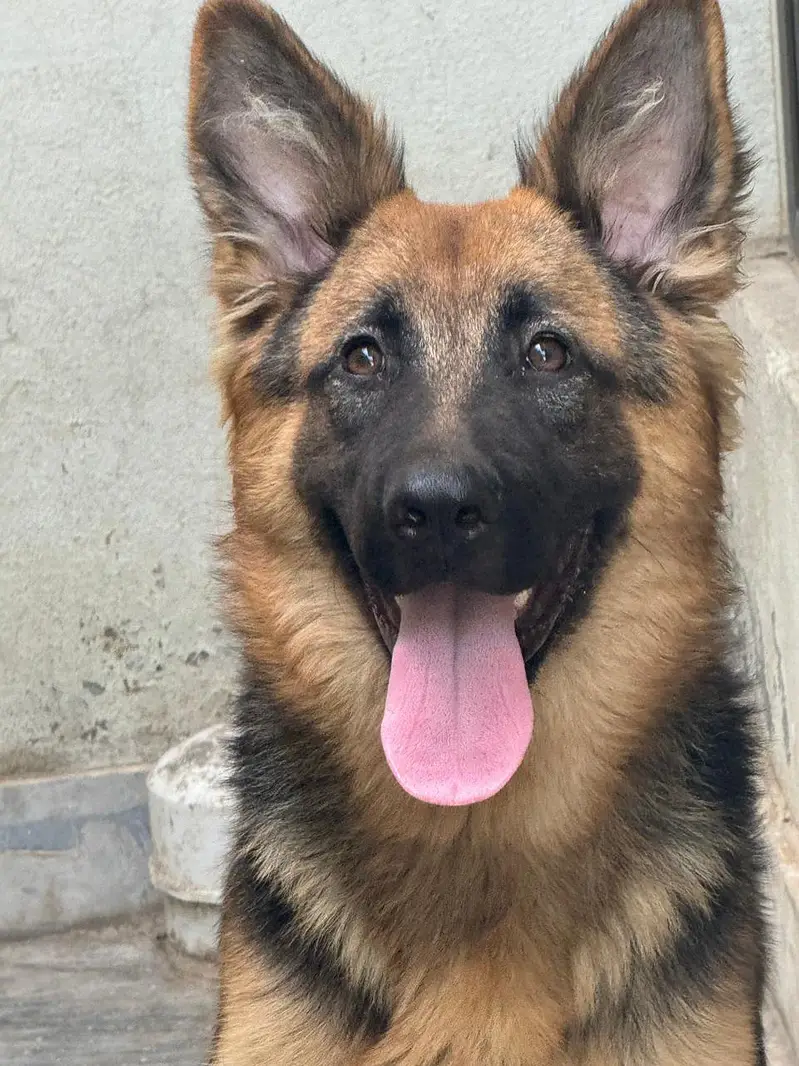 german shered female — photo 4