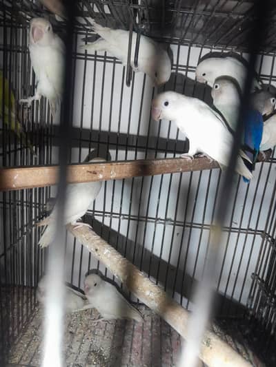 budgies or lovebirds pairs hn