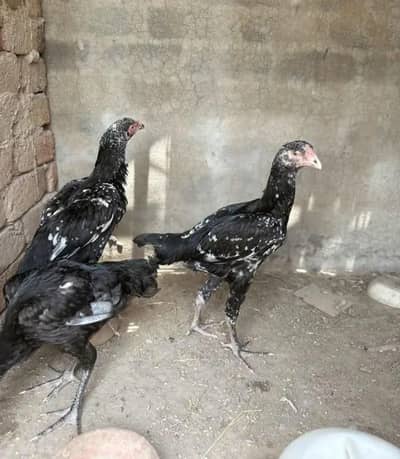 Black Shamo 4 months old maleor female for sale. 8000 per piece. . .