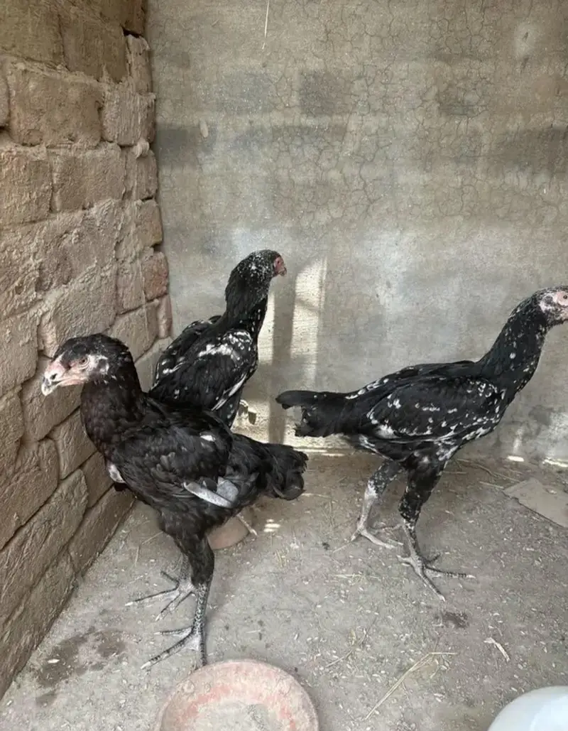 Black Shamo 4 months old maleor female for sale. 8000 per piece. . . — photo 2
