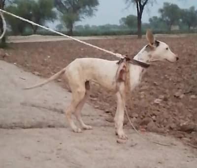 gultair female puppy for sale