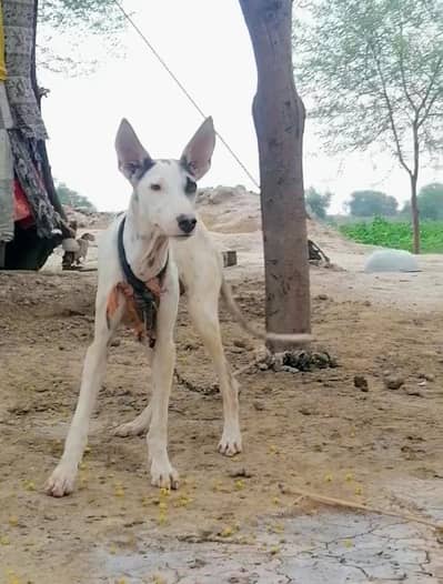 gultair female puppy for sale