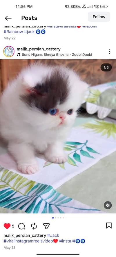 Quality Persian Punchface cat & kitten. moreWhatsApp 03704601257