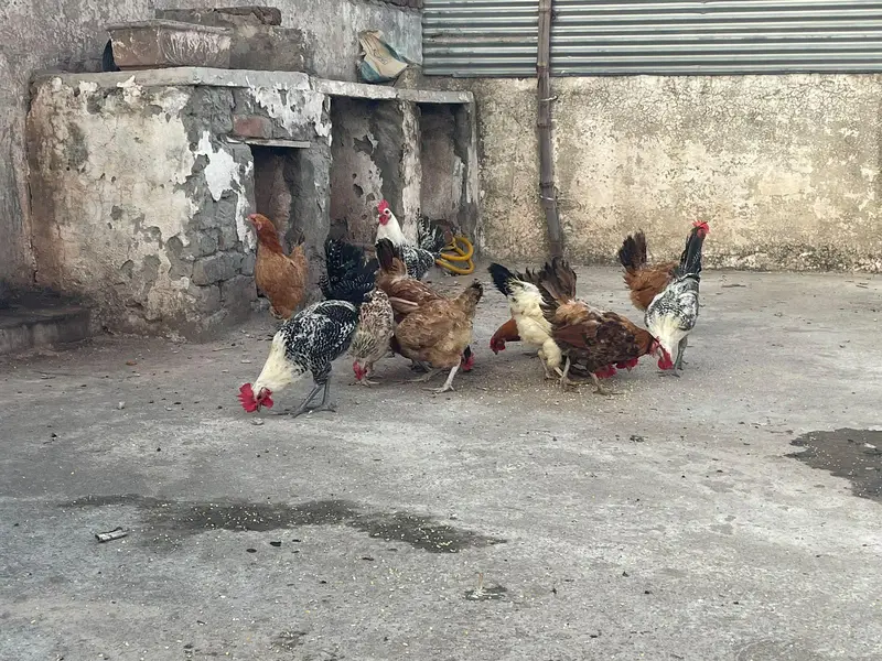 ando wali murghiya avaliable — photo 2