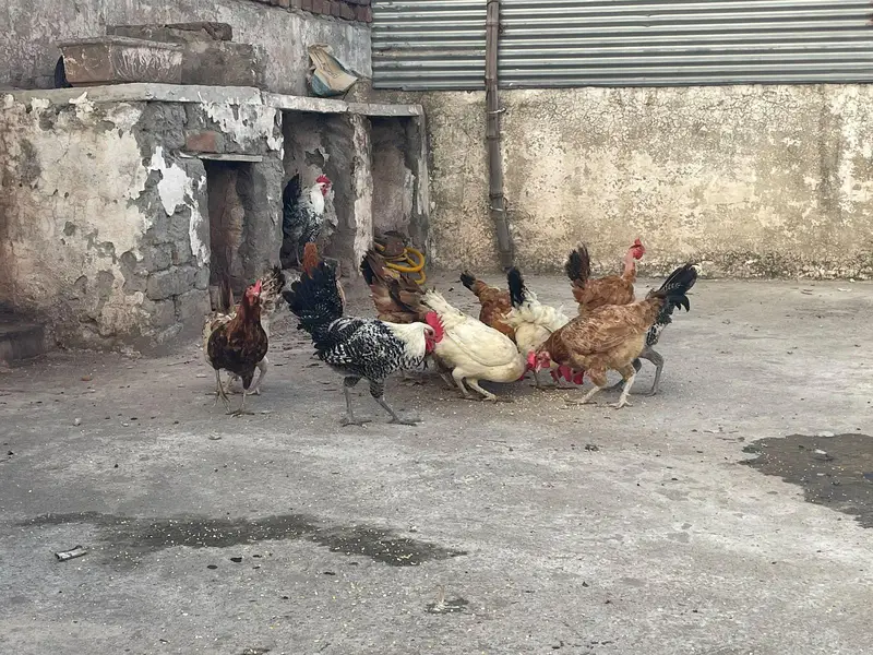 ando wali murghiya avaliable — photo 3