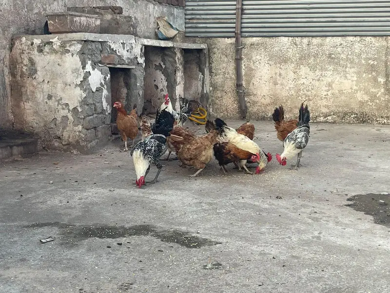 ando wali murghiya avaliable — photo 4