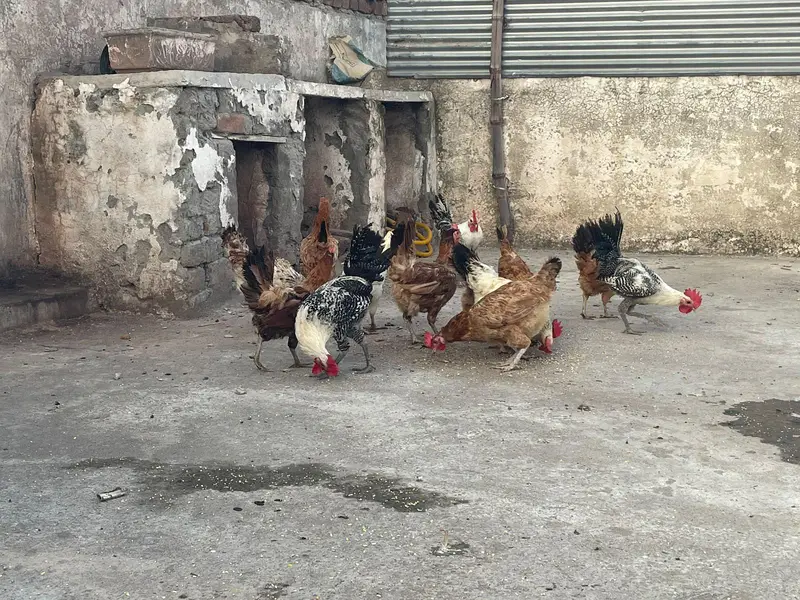 ando wali murghiya avaliable — photo 5