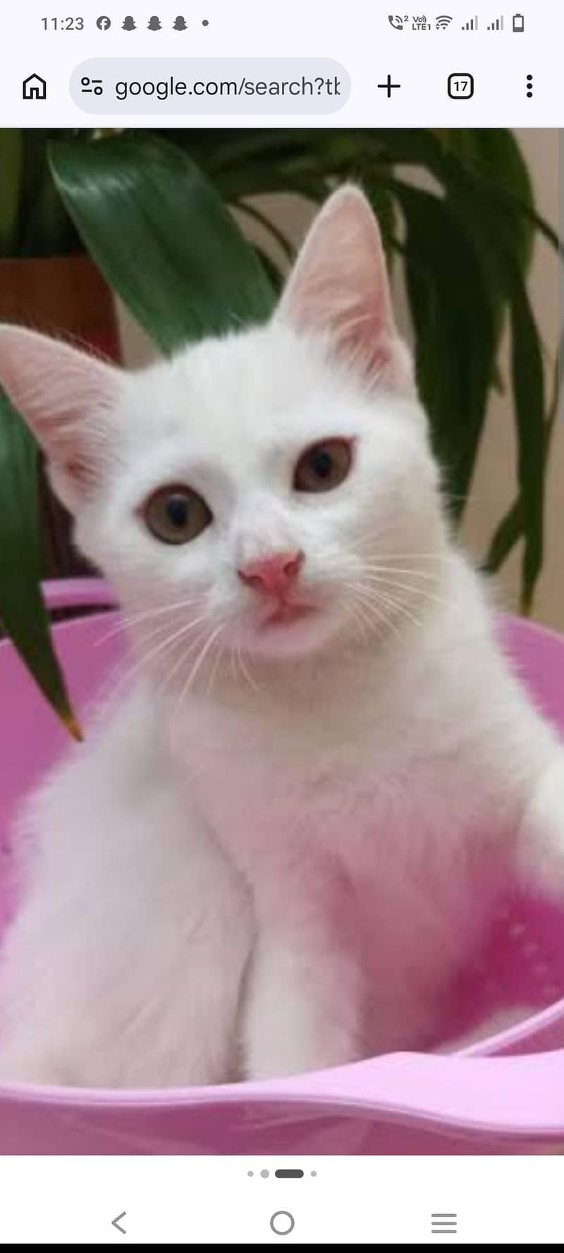 Persian 0