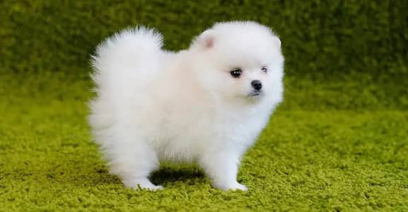 Pomeranian puppies for sale 2 month Age