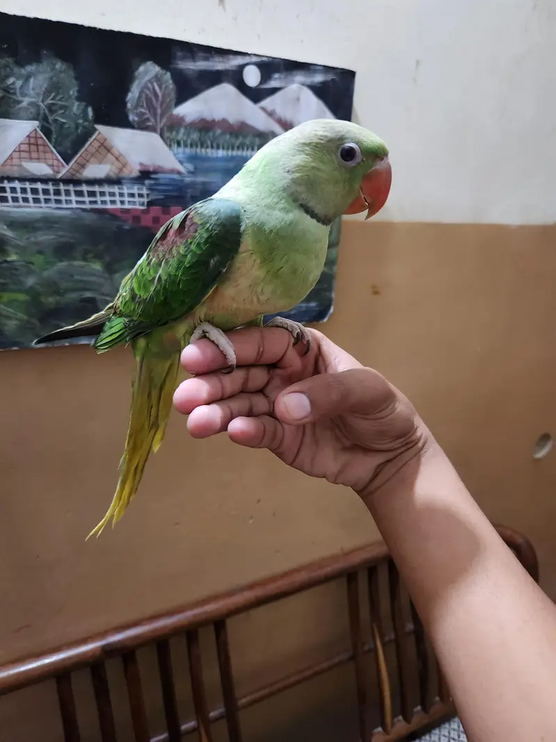 Raw Chicks — photo 5