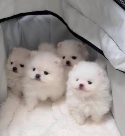 Pomeranian puppies/Shih Tzu puppies