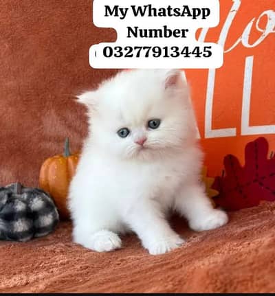 Persion Cat 2 month age for sale