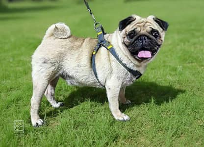 Pug Male only for stud
