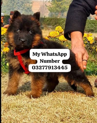 German Shepherd puppy for sale