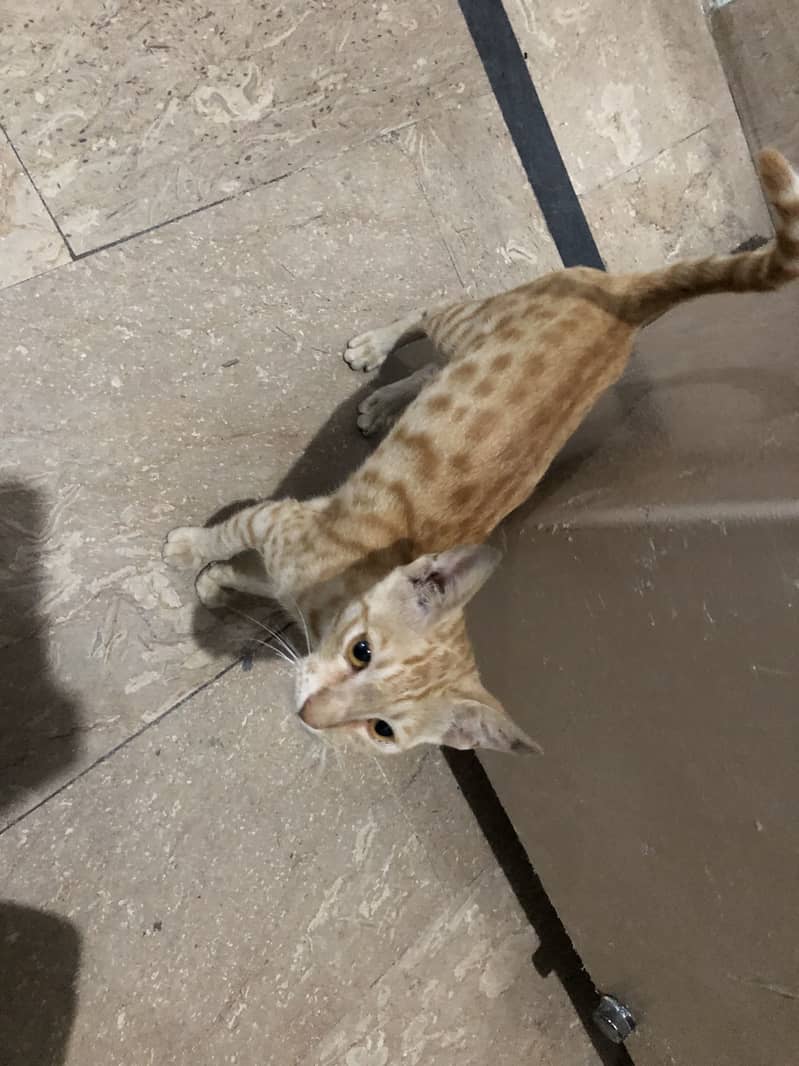 Good cat 0